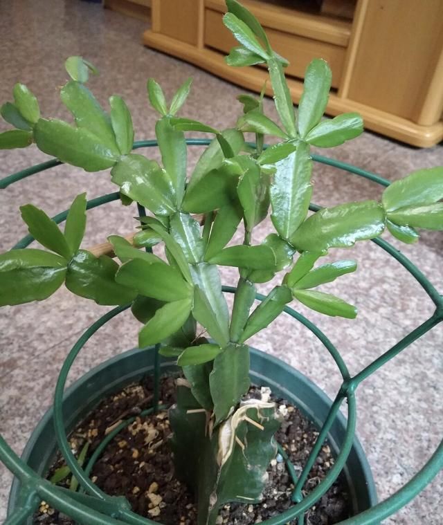 夏天养蟹爪兰记住2个字素养否则秋天只能见到“空花盆”