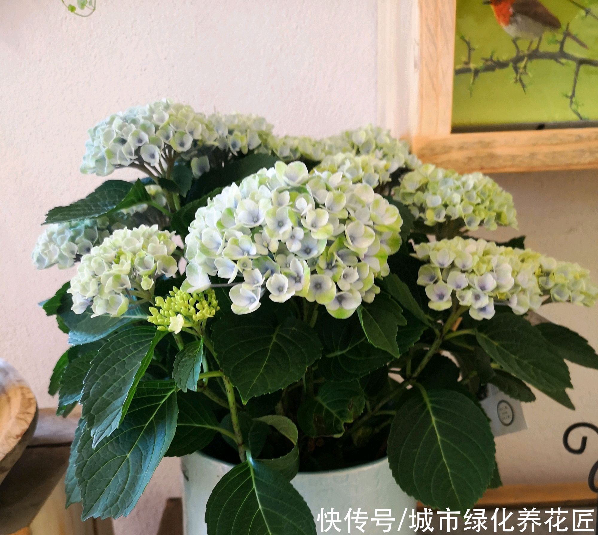 绣球花在冬季用了鸡粪做基肥，绣球花终于长成了我讨厌的样子