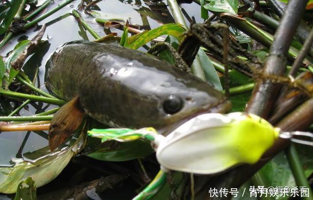 黑鱼是“孝鱼”?关于黑鱼,你需要了解的一些事实!