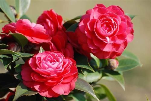 养了5年三角梅，从不控水，依然爆花，教你两招，一茬接着一茬开