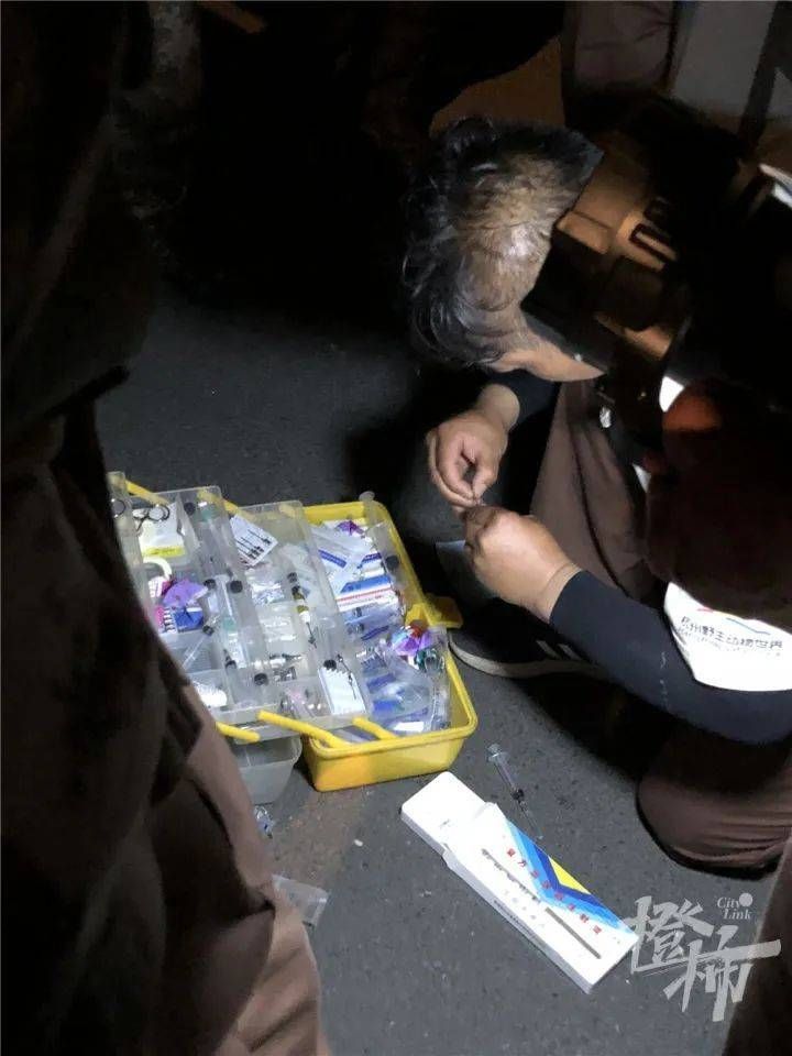 “跑得像飞一样！”凌晨1点，无人机发现第三只豹子，合围失败