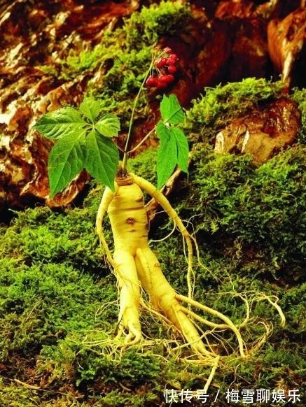 野山参|世界上最贵的人参,至少生长一百年,就产于我国的东北地区