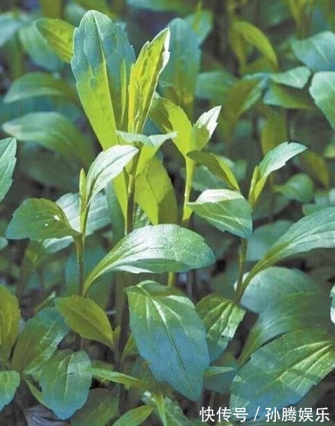 野菜|女性常吃此野菜，杀菌抗炎，妇科病减少了，排毒养颜，越来越漂亮