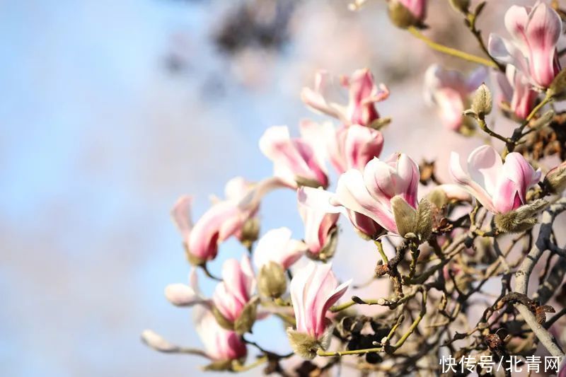 高校“校花”大比拼