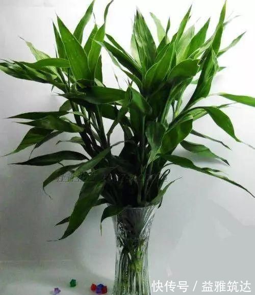 根系|富贵竹离不开这种水,加一点,不烂根、不黄叶,家里吉祥富贵
