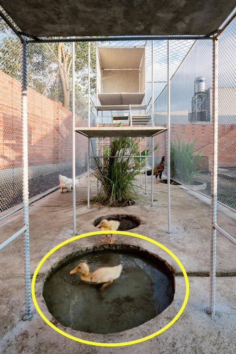 钢网|如果你家有个院子，也要搭个钢网房，在里面养鸡养花，生活好自在