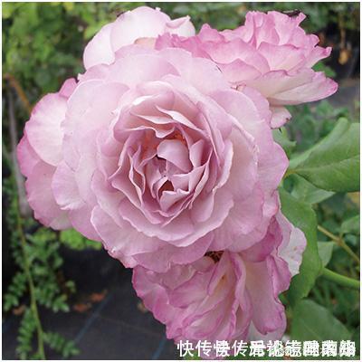 月季|20款紫色月季品种。浓香、抗病非常好养，天然紫色唯美盛开