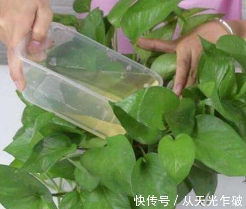 烂根|用啤酒浇花谨记3点,并非什么花都适合,浇错花朵容易招虫还烂根