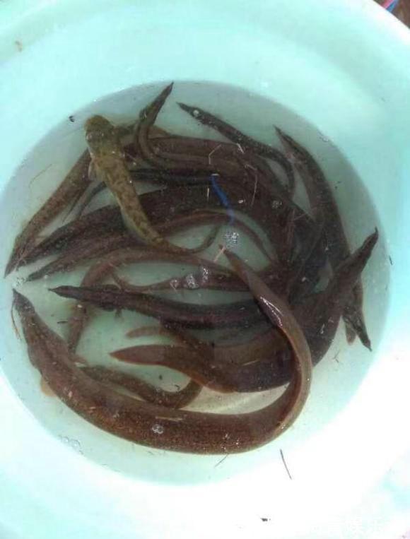 广东|涨水后,广东湛江河道刀鳅鱼泛滥,钓鱼人:钓得头疼