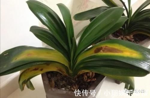 君子兰烂根又黄叶,因4个方面没做好,应及时改正养护方法