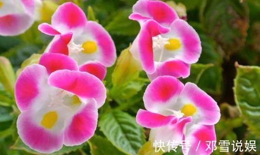 爱兰者|喜欢牡丹,不如养“名菊之首”帅旗,花开似古代战旗,威风凛凛