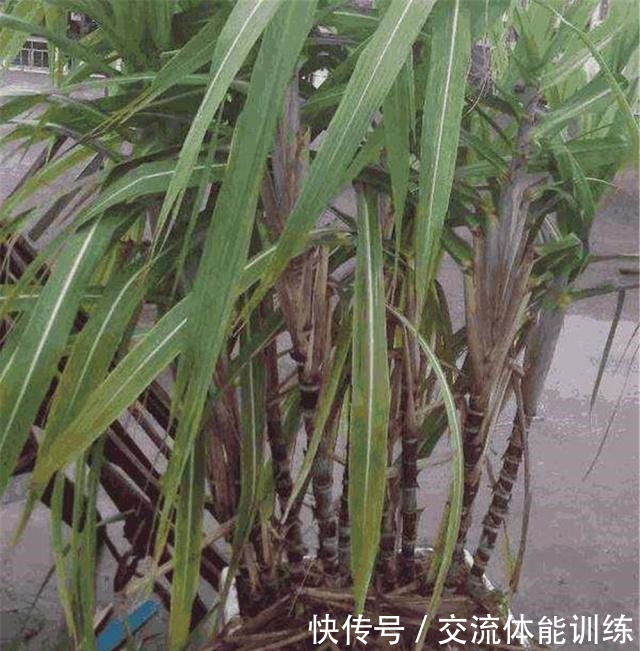 吃甘蔗和菠萝,把“尾巴根”留下,剥开皮埋盆里,7个月长满阳台!
