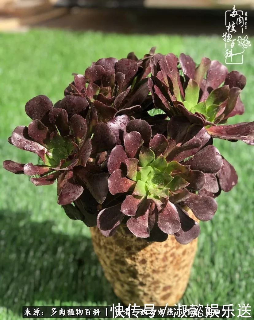 百科|多肉千万种,我独爱法师!爱它的霸气,更爱它的华丽蜕变!