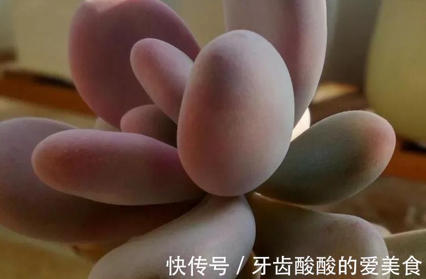 这些多肉肥厚艳丽,养成老桩更惊艳,关键是养护还很容易