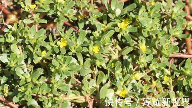 无花果干|查出甲状腺结节，牢记“4吃、2不吃”，活血散结，甲状腺或报答你