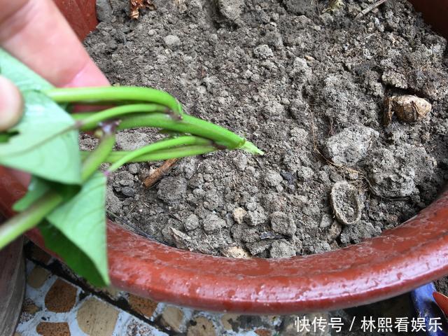 红薯|秋天剪下1根红薯藤,插盆土里,一个冬天吃不完,收获一茬又一茬