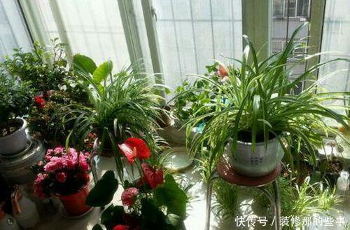 冬天|冬天,家有暖气,千万不要把花盆放这里,一养一个死