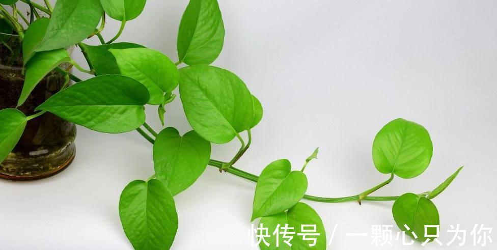 养花老大爷有妙招,绿萝盆里放了啥宝贝,冬天也能绿油油爬满墙
