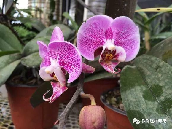 老花匠|老花匠:扔4种“东西”,就是扔钱,比花肥还好用,不花钱!