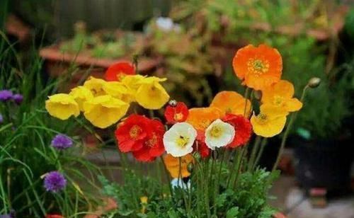 养花有讲究,有几种种花,不能在室内养,会影响健康