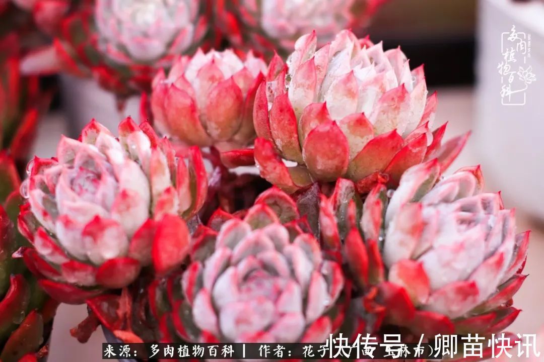 为了爱情来到陌生城市,偶遇多肉,地老天荒的爱恋!