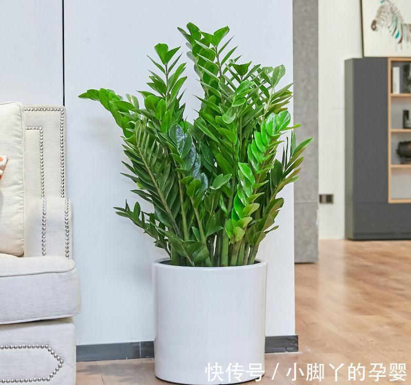 客厅见树,家兴人旺!6种吉利树,好养寓意好,还能养身体