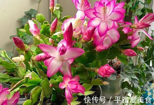 秋季|秋季入手长寿花、蟹爪兰,按照此3点护理,开花数量翻一翻