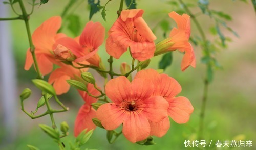 紫葳|此花是最为热情的母亲之花,是对母亲的爱,还是名花