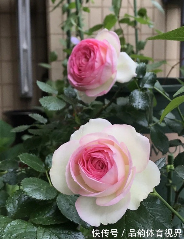 新手养花,不如养盆花中精品“龙沙宝石”,花开艳丽,高贵迷人