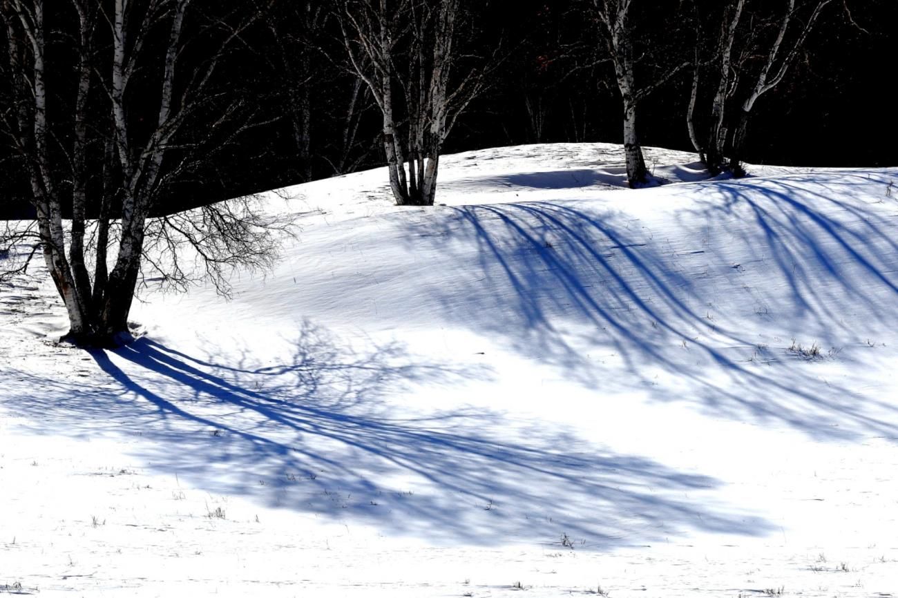 童话世界|【爱卡踏青季】穿行于乌兰布统洁白的童话世界②白桦林间
