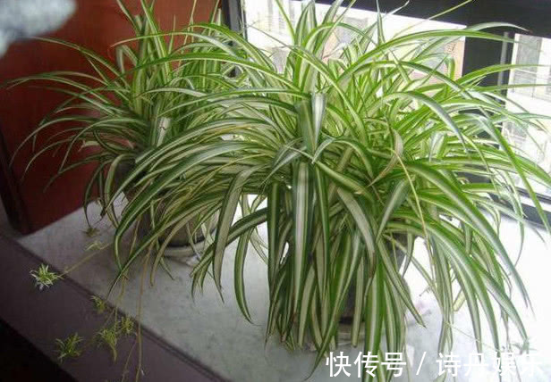 吊兰干尖黄叶掌握关键“3点”,1整年叶片绿油油,开花爆满盆!