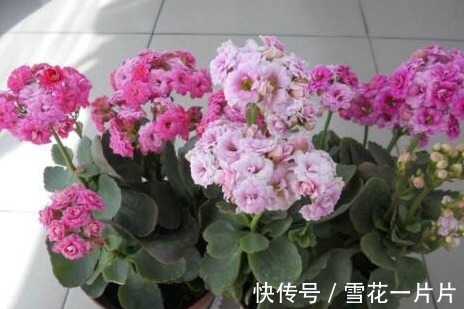 卧室养三种花,叶片绿,开花艳,空气清新,睡眠质量高