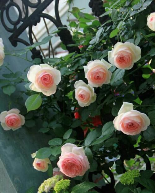  夏洛特夫人|三款最经典的月季，家里有阳台定要养几棵，香味扑鼻，月月都开花