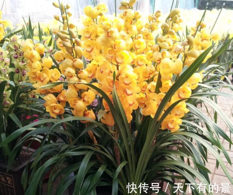 花盆|夏季超值款兰花:大花蕙兰,冬春爱开花,养一株香一室