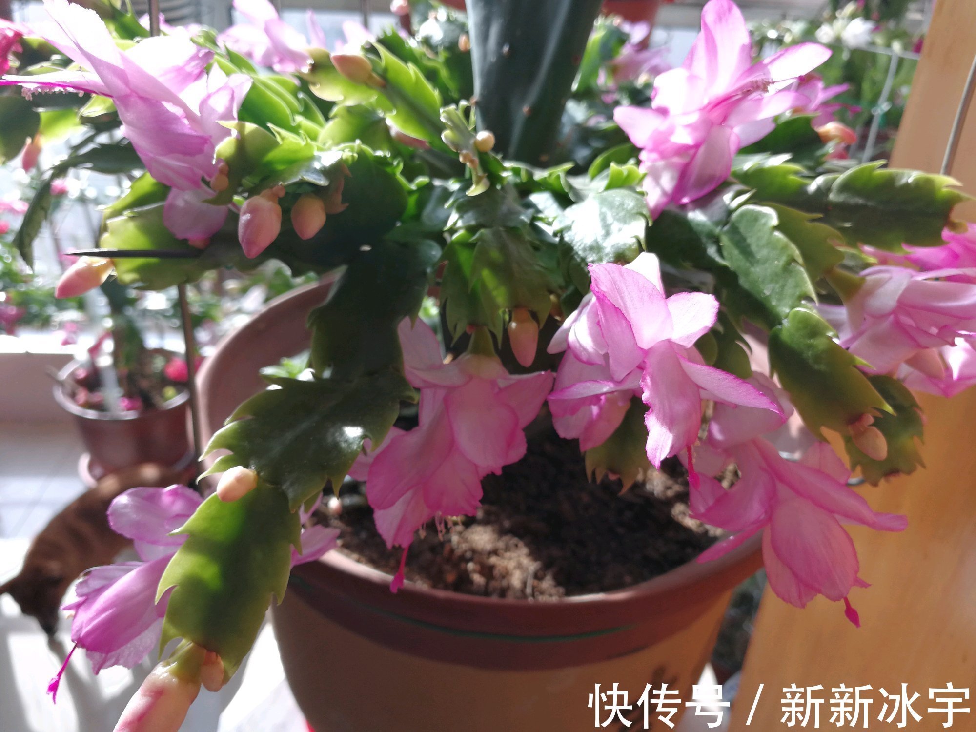 仙人掌嫁接蟹爪兰，做不到4点，徒劳无功，嫁接一盆坏一盆