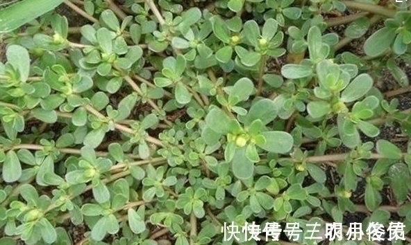 野菜|农村最常见的三种野菜,8090都吃过,城里人没吃过!