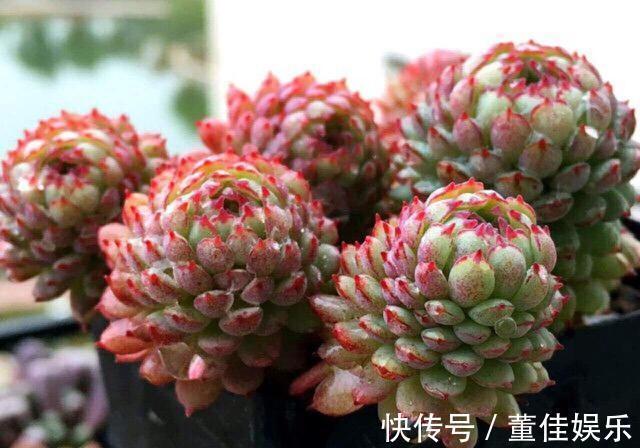 花盆|3种多肉养不死，丢在花盆里，3个月长满盆，小白变高手