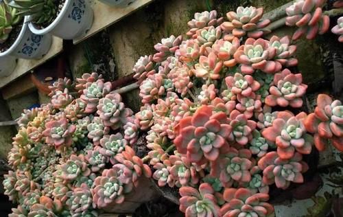 徒长的多肉还能恢复原样吗?