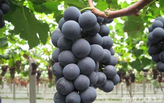 三伏天,最适合女性吃的三种水果,皱纹没了,色斑淡了,手脚不凉