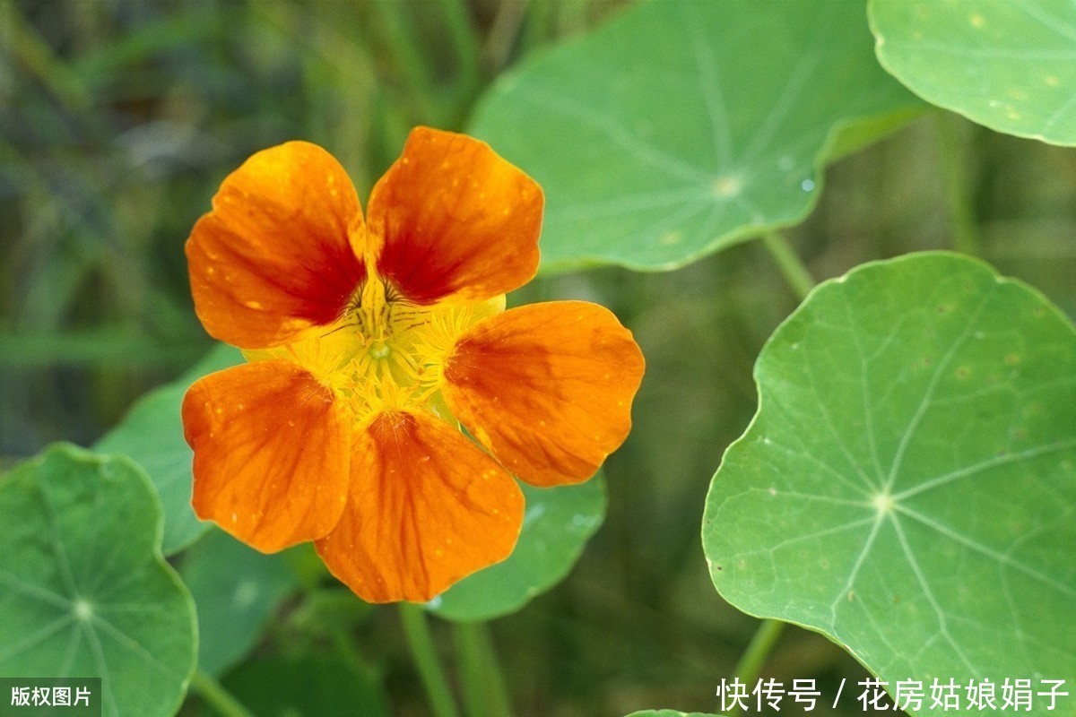 缠绕攀援的旱金莲四季开花,叶像碗莲,花如群蝶飞舞,满屋飘香