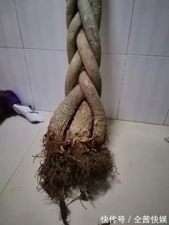 发财树|养花技巧6种花须用小盆“挤着养”,控水好、长得旺!