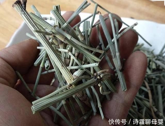 节节草|墙角下,有1种“节节草”很旺盛,挖10棵种起来,变盆栽、珍贵!