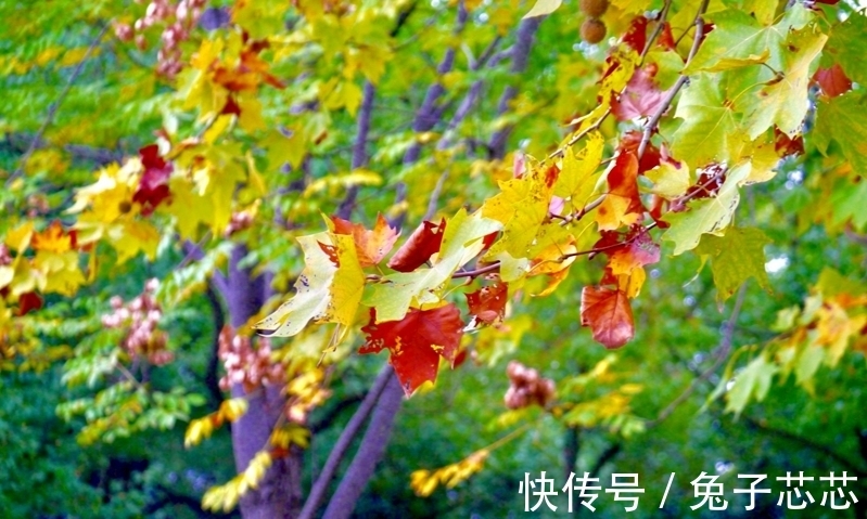 秋天|读两首唐诗,品古人笔下秋雨的韵味,感受那随心而动的凄情或美丽