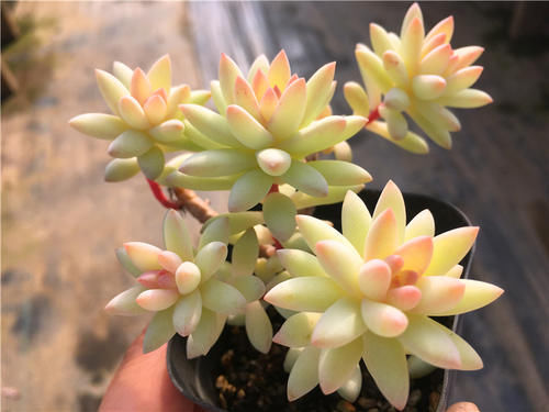 钱景天|5种不怕热的多肉植物,夏天虐着养,新手也能养爆盆