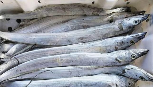 鳜鱼|这5种鱼无杂刺，适合老人小孩吃，营养美味还补钙，人人吃得起