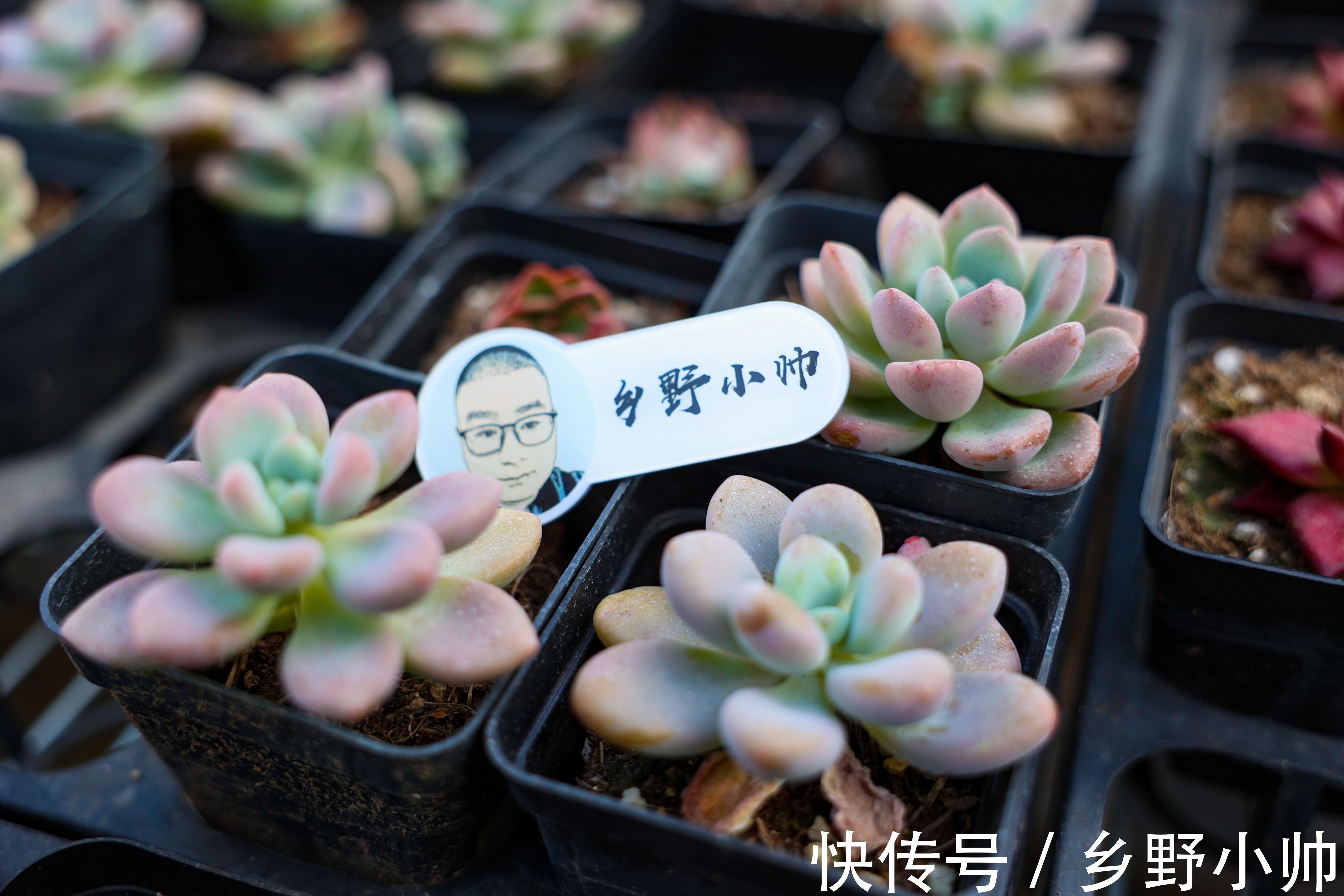 中秋节到了，小帅给大家介绍“祝福系”多肉，款款精品、值得拥有