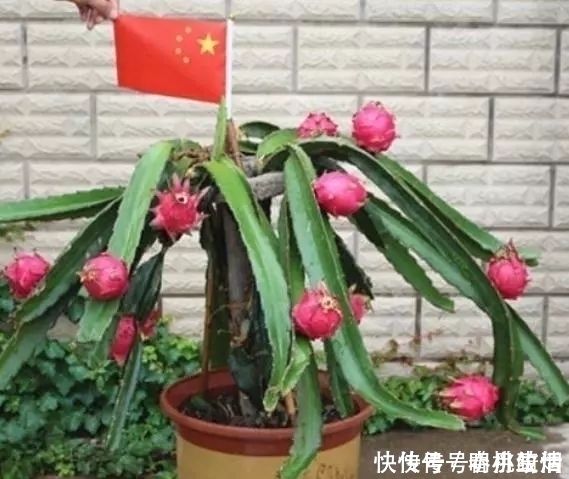 这“2种”水果,剪根枝条插土里,15天生根,2年结果,果子吃不完