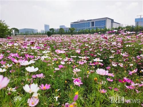 快来打卡！光谷现200亩“水彩”花海