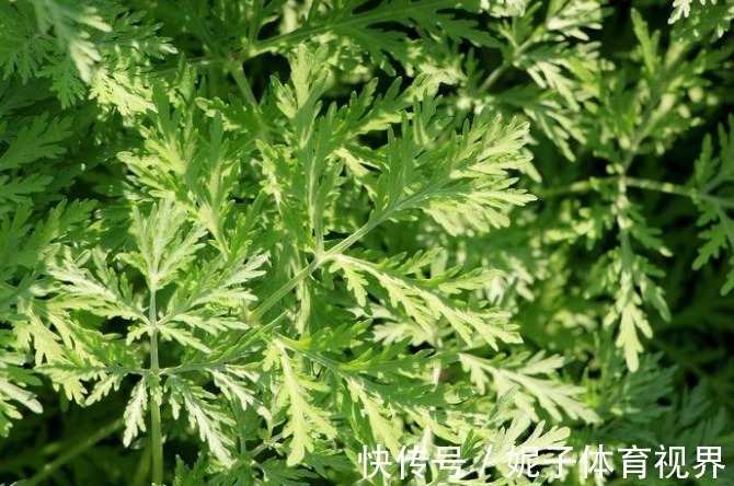 药用价值|你家地里若有“3种菜”,给千金也别换,关键时刻能救命