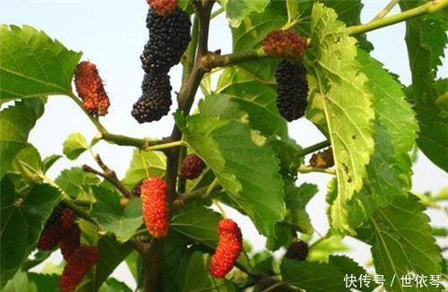 古人|俗语“五树进宅，人穷家败”，是啥意思古人的智慧至今受用